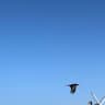 Bluesky
