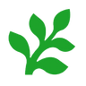 Fern